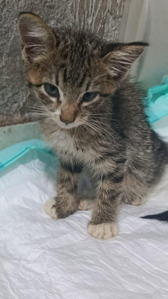 Karol, gato de porte pequeno para adoção em Rio de Janeiro - RJ