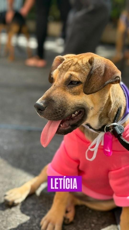 Letícia, cachorro de porte pequeno para adoção em Rio de Janeiro - RJ