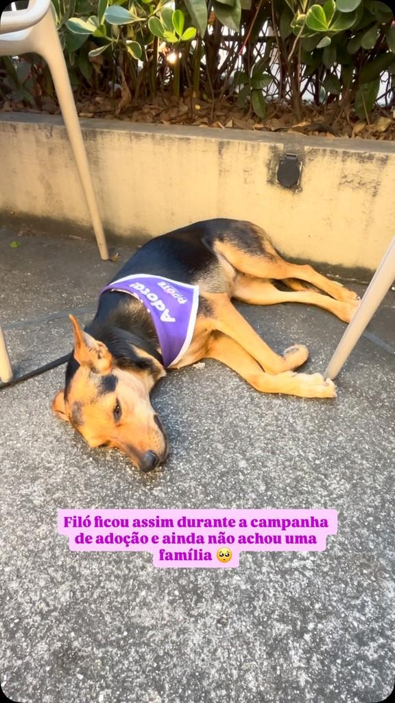 Filó, cachorro de porte médio para adoção em Rio de Janeiro - RJ