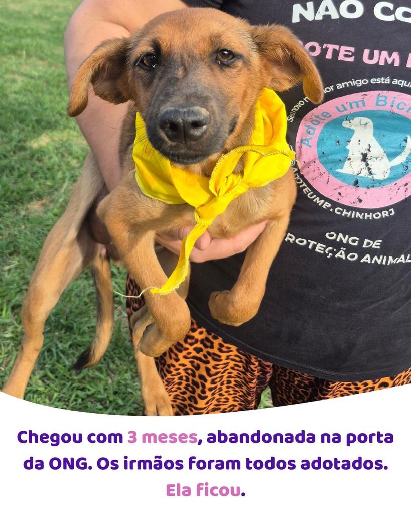Serena, cadela de porte pequeno para adoção em Rio de Janeiro - RJ