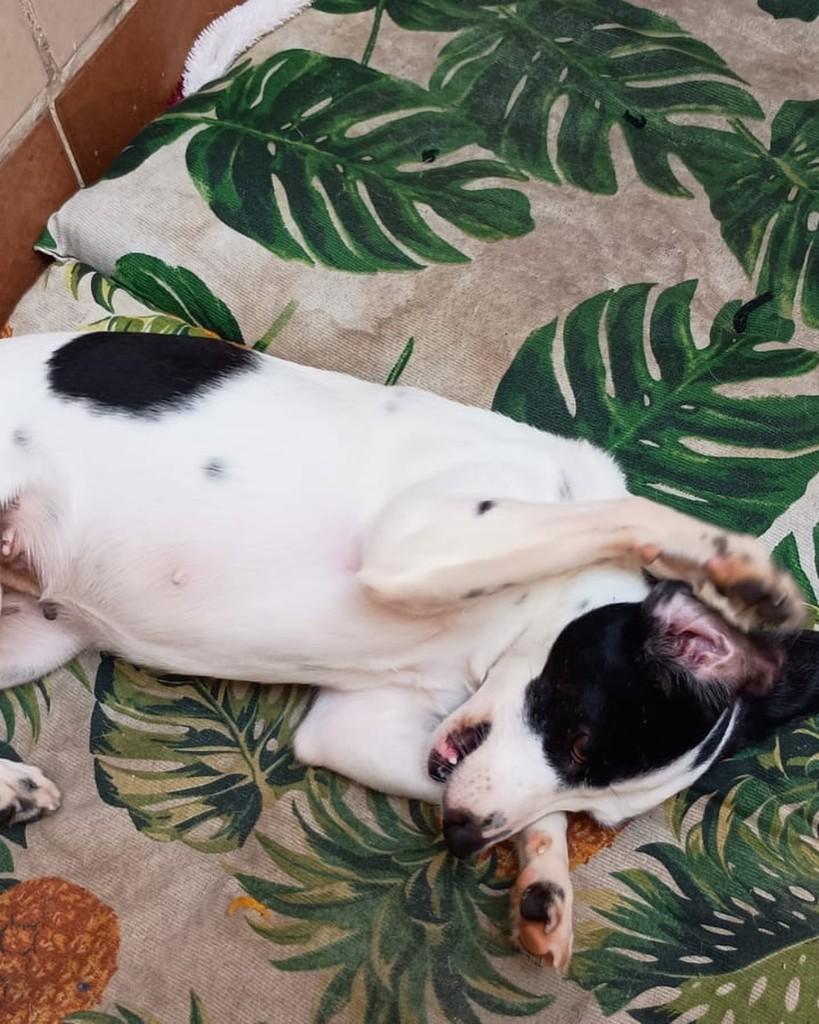 Nina, cachorro de porte pequeno para adoção em Rio de Janeiro - RJ