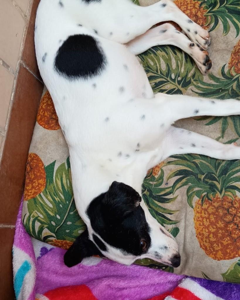 Nina, cachorro de porte pequeno para adoção em Rio de Janeiro - RJ — foto 2 de 4
