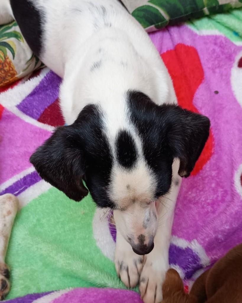 Nina, cachorro de porte pequeno para adoção em Rio de Janeiro - RJ — foto 3 de 4