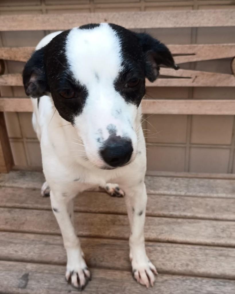 Nina, cachorro de porte pequeno para adoção em Rio de Janeiro - RJ — foto 4 de 4