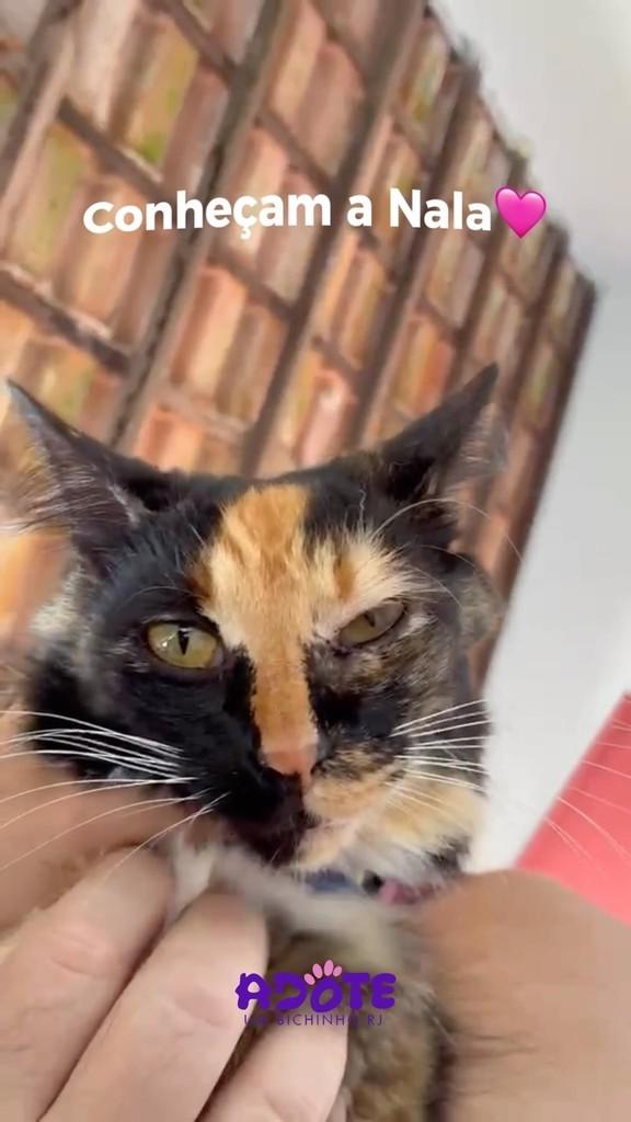 Nala, gata de porte pequeno para adoção no Rio de Janeiro - RJ