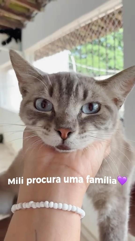 Mili, gata de porte médio para adoção no Rio de Janeiro - RJ