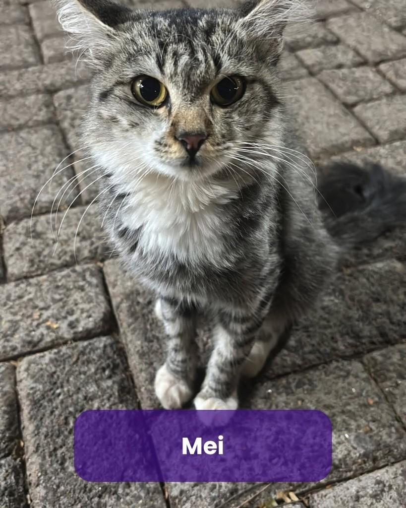 Mei, gato de porte pequeno para adoção em Maringá - PR