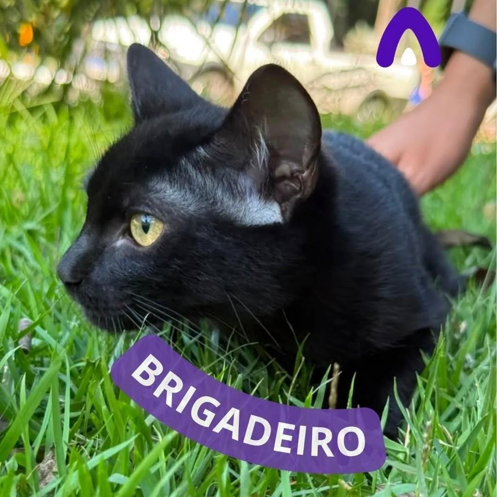 Brigadeiro, gato de porte pequeno para adoção em Maringá - PR