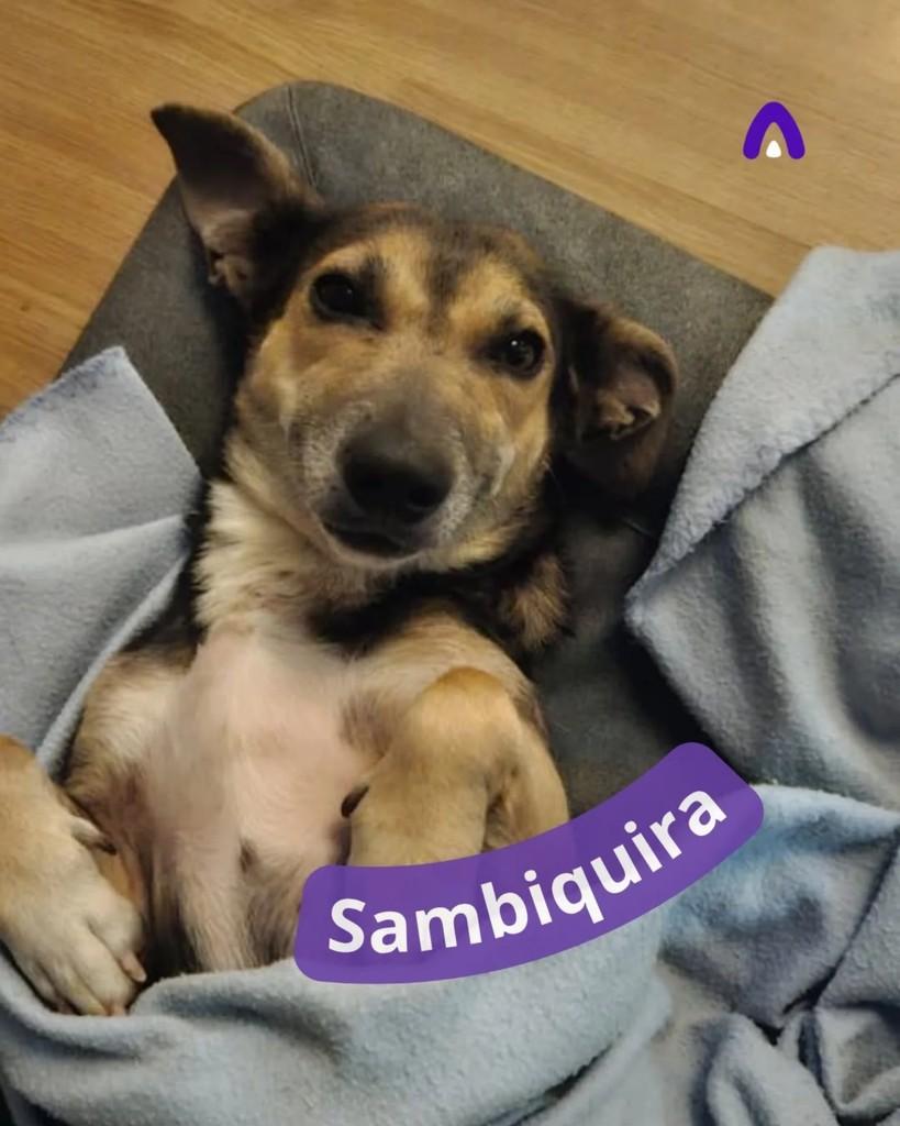 Sambi, cadela de porte pequeno para adoção em Maringá - PR