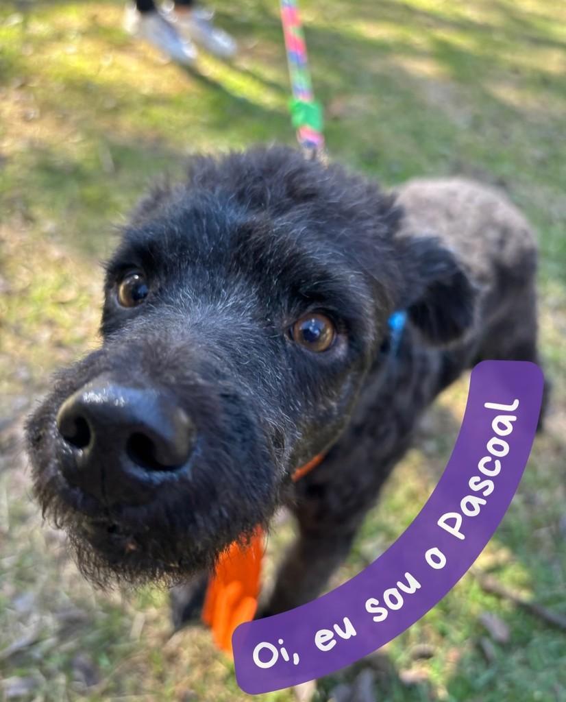 Pascoal, cachorro de porte pequeno para adoção em Maringá - PR