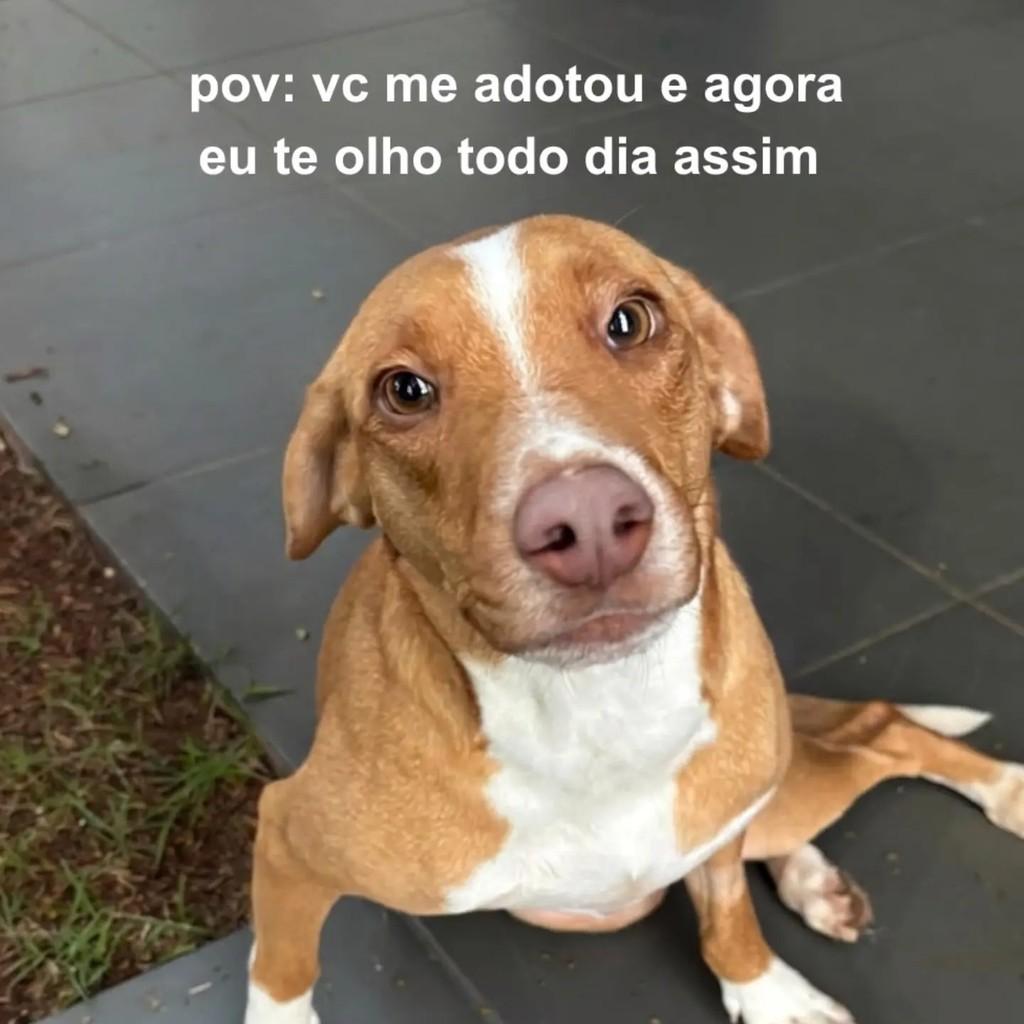 Shakiro, cachorro de porte médio para adoção em Maringá - PR
