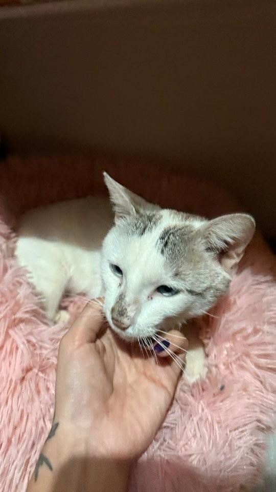 Gabriel, gato de porte pequeno para adoção em Maringá - PR