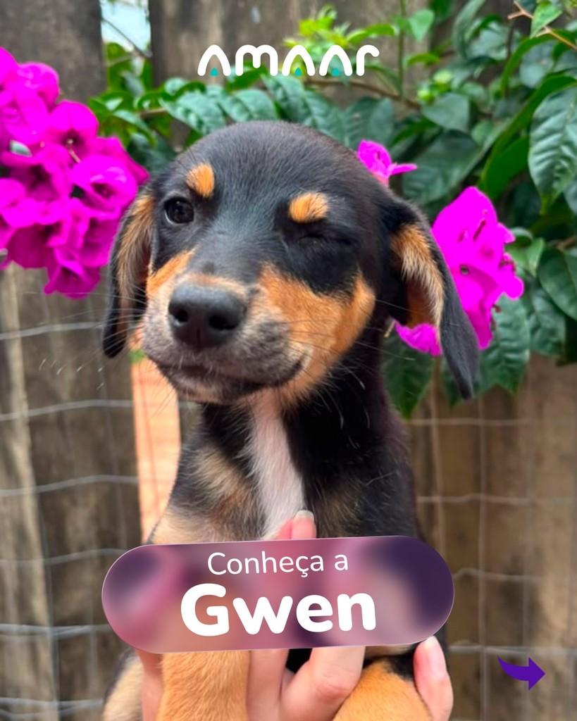 Gwen, cadela de porte pequeno para adoção em Maringá - PR