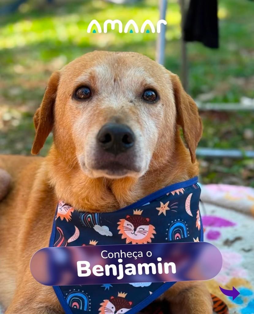 Benjamin, cachorro de porte médio para adoção em Maringá - PR