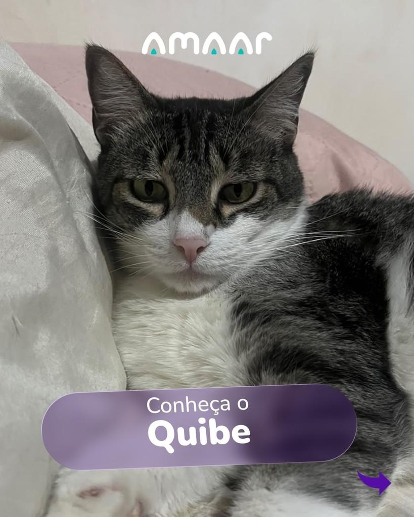 Quibe, gato para adoção em Maringá - PR