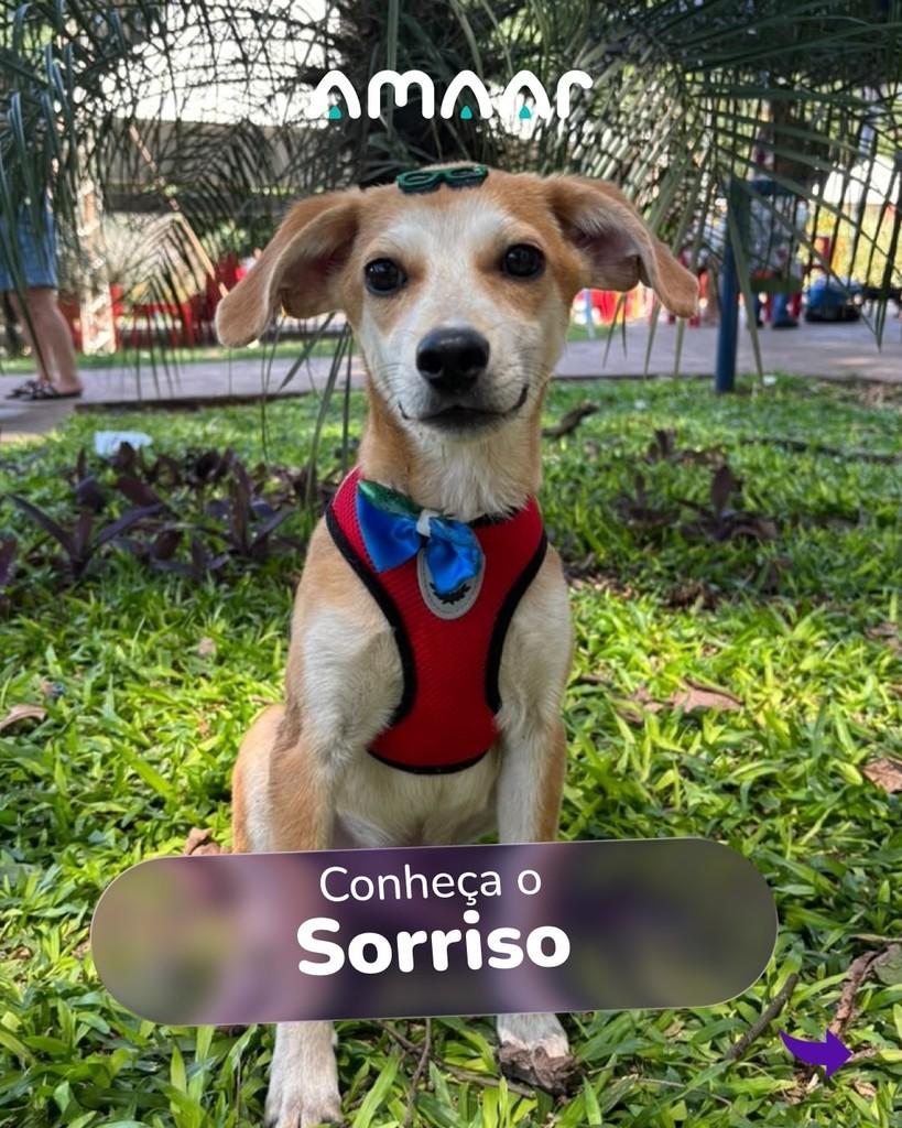 Sorriso, cachorro de porte pequeno para adoção em Maringá - PR