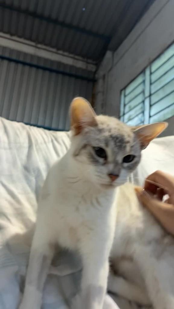 Penélope, gato de porte pequeno para adoção em Concórdia - SC