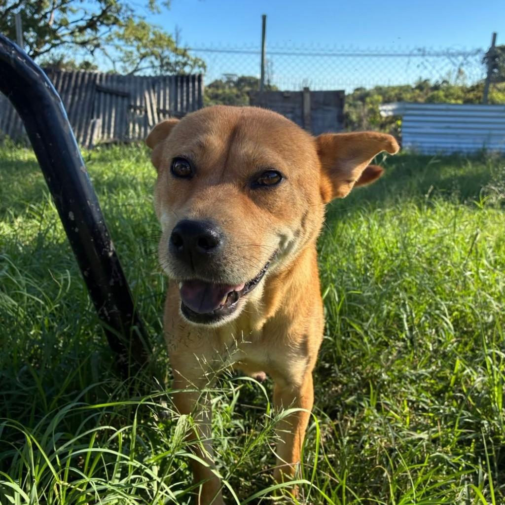 Hope, cachorro de porte médio para adoção em Concórdia - SC