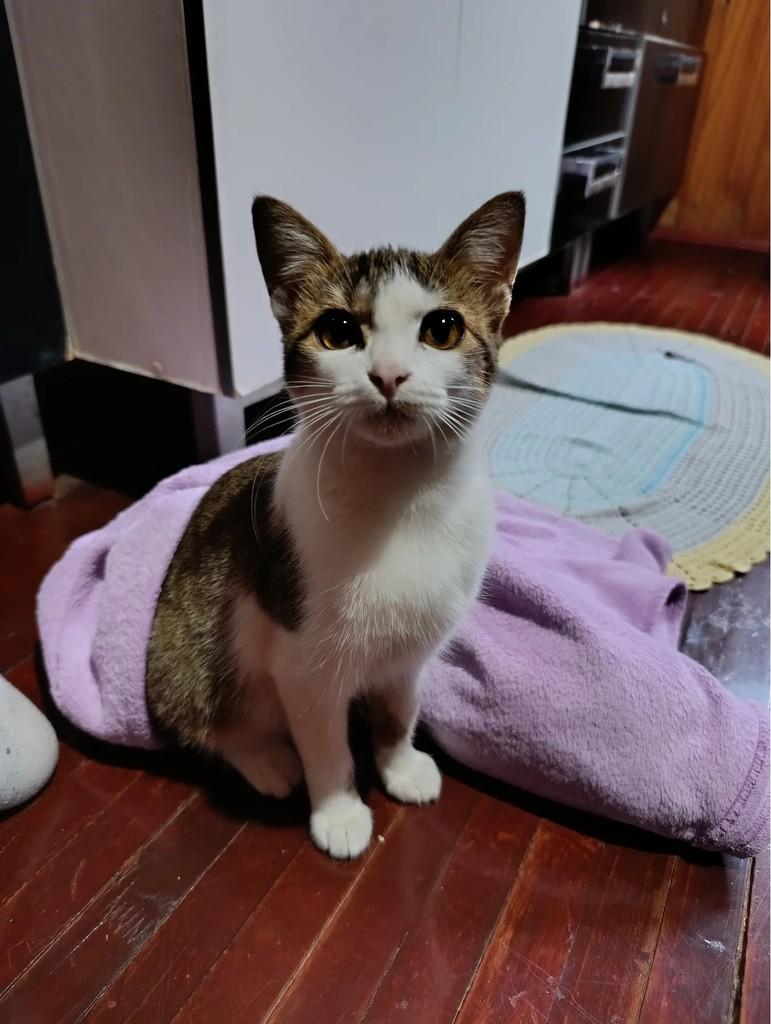 Lua, gato de porte pequeno para adoção em Concórdia - SC