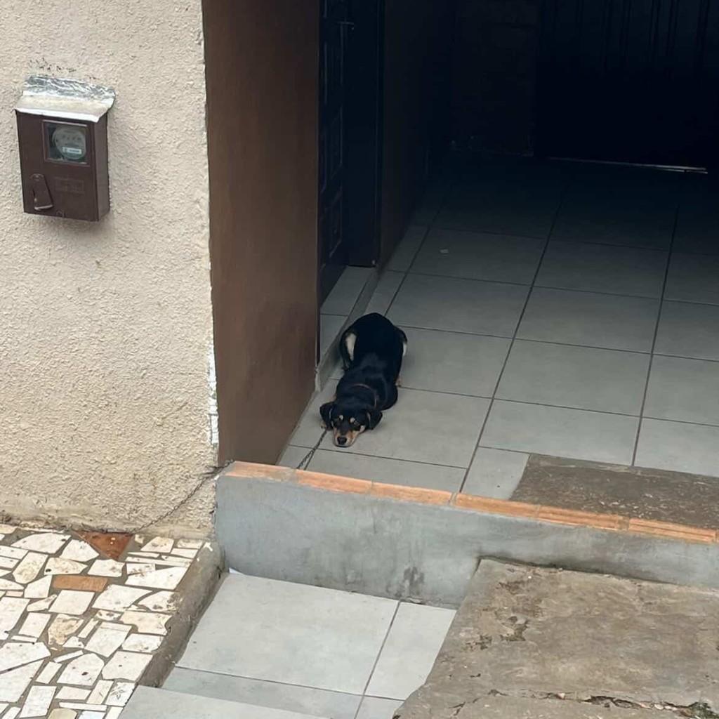 Anjinho, cachorro de porte médio para adoção em Concórdia - SC