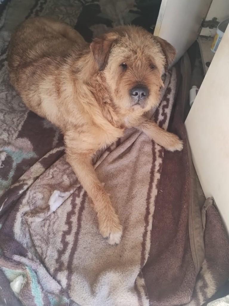 Mocinha, cachorro de porte pequeno para adoção em Concórdia - SC