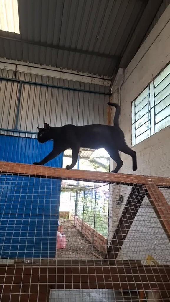Tina, gata para adoção em Concórdia - SC