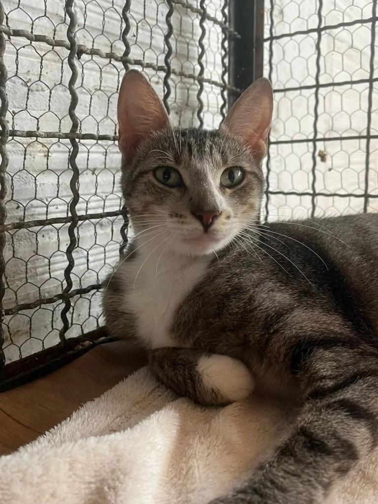 Nanda, gata de porte pequeno para adoção em Concórdia - SC