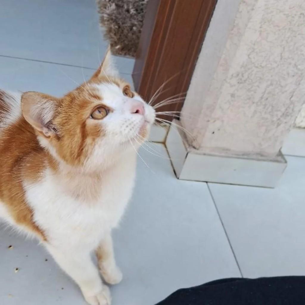 Mimi, gato de porte médio para adoção em Concórdia - SC