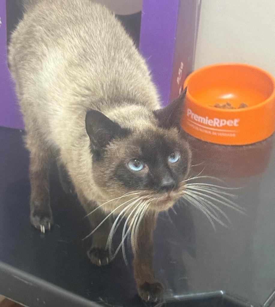 Mocinho, gato de porte médio para adoção em Concórdia - SC