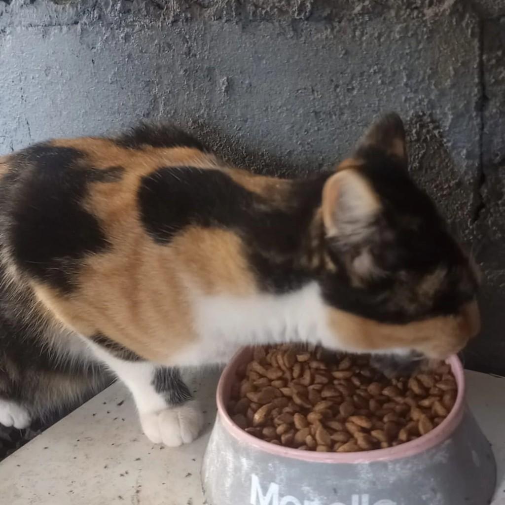 Tricolor, gato de porte médio para adoção em Concórdia - SC
