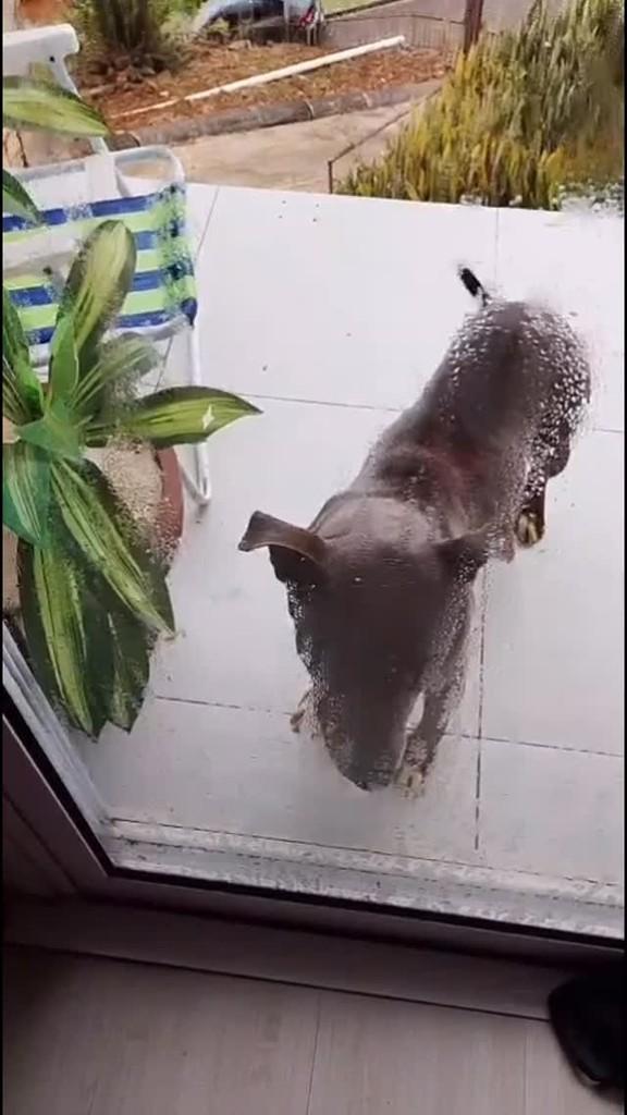 Pittbul, cadela de porte médio para adoção em Concórdia - SC