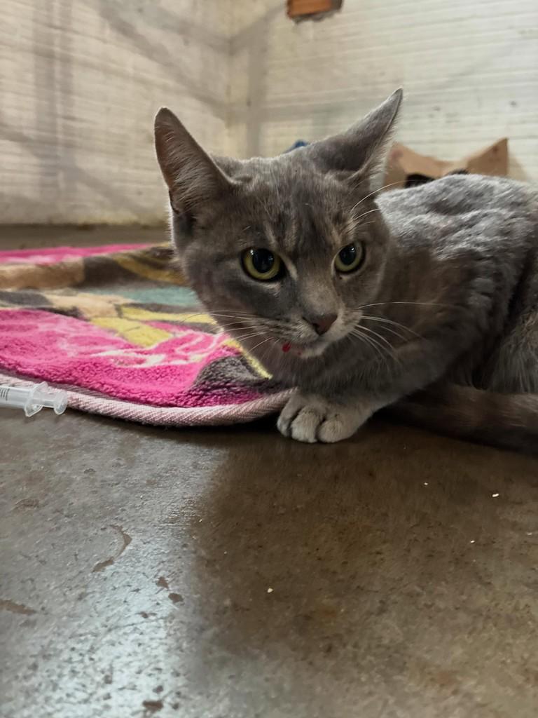 Florzinha, gato de porte pequeno para adoção em Concórdia - SC
