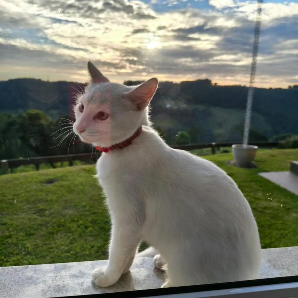 Neve/ninica, gato de porte pequeno para adoção em Concórdia - SC