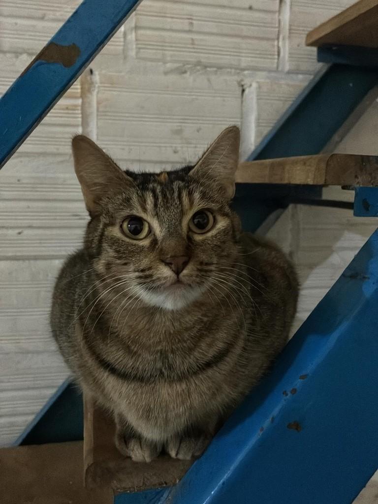 Docinho, gato de porte médio para adoção em Concórdia - SC