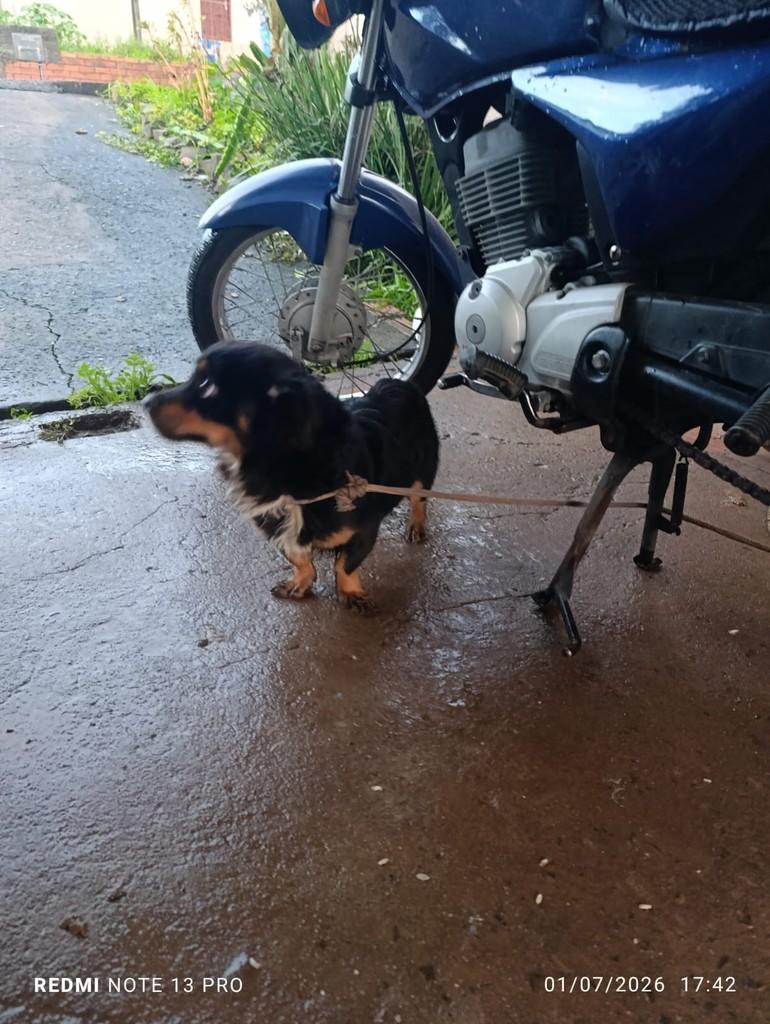 Mocinho, cachorro de porte pequeno para adoção em Concórdia - SC