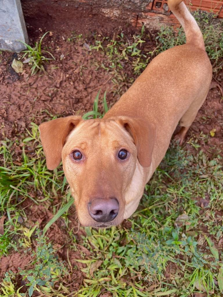 Amendoim, cachorro de porte grande para adoção em Concórdia - SC