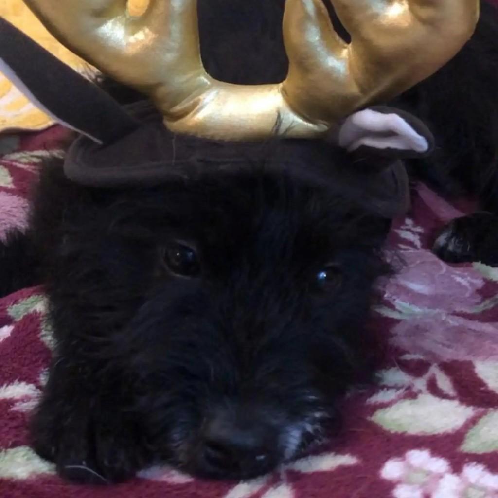 Júpiter, cachorro de porte médio para adoção em Concórdia - SC