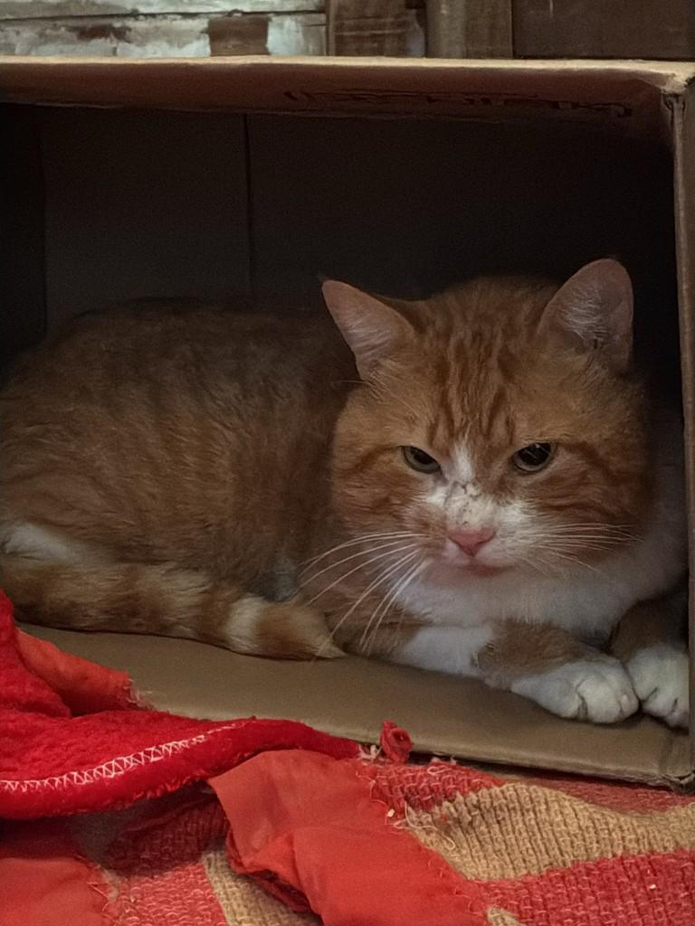 Garfield, gato de porte médio para adoção em Concórdia - SC