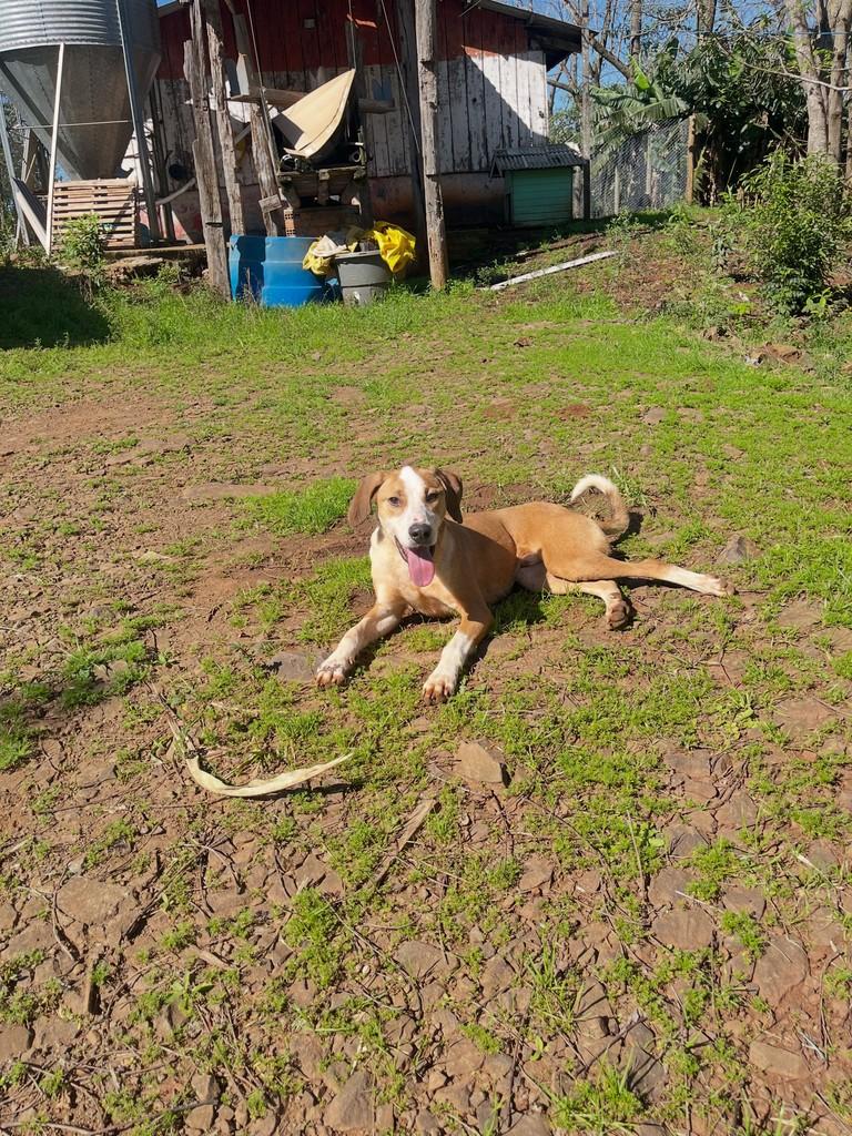 Totó, cachorro de porte grande para adoção em Concórdia - SC