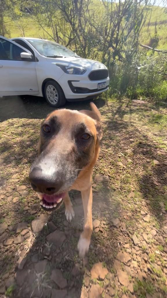 Benji, cachorro de porte grande para adoção em Concórdia - SC