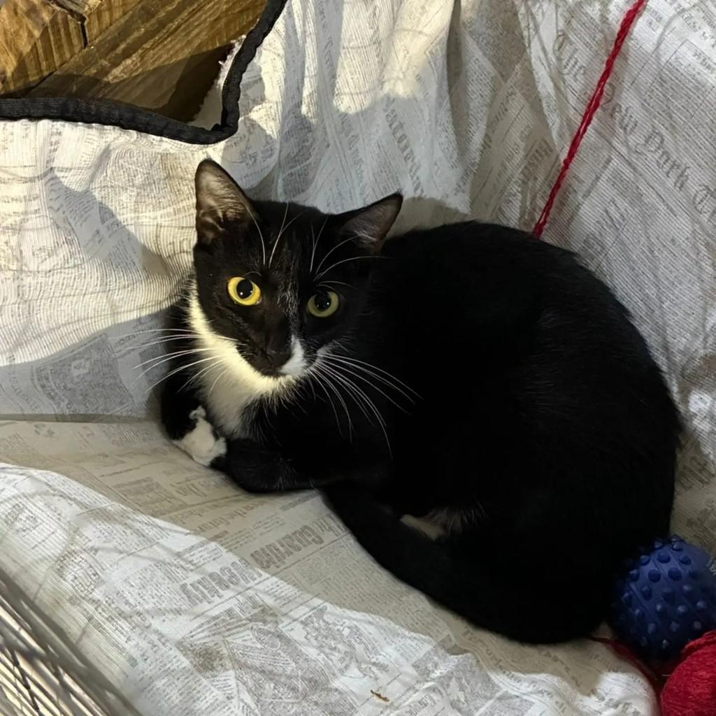 Claire, gata de porte pequeno para adoção em Concórdia - SC
