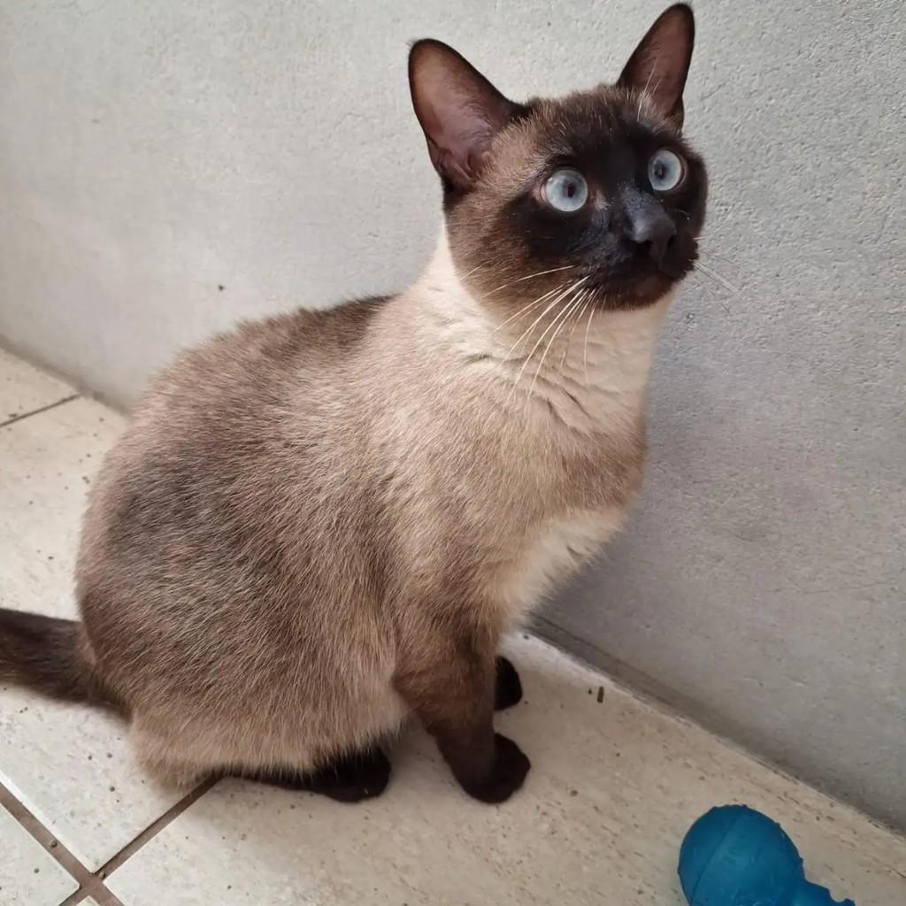 Apolo, gato de porte pequeno para adoção em Concórdia - SC