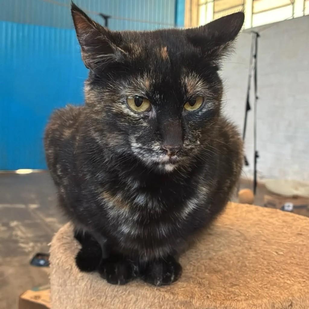 Tiffany, gata de porte pequeno para adoção em Concórdia - SC