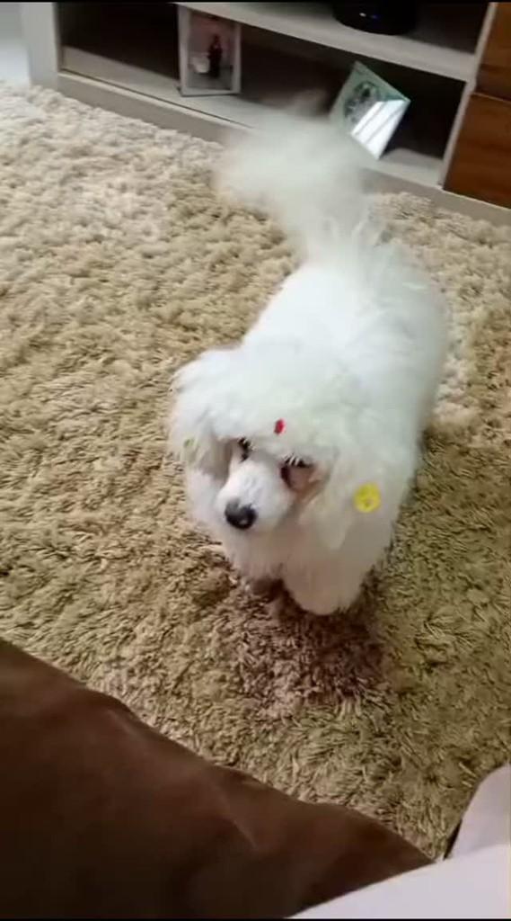 Fred, cachorro de porte pequeno para adoção em Concórdia - SC