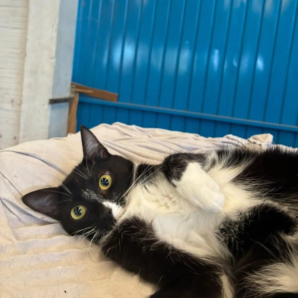 Frajola, gata para adoção em Concórdia - SC