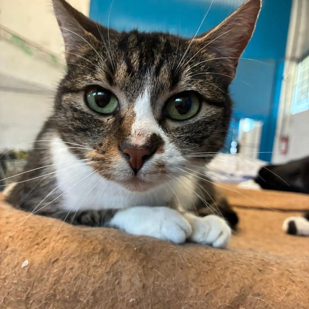Lilith, gata de porte médio para adoção em Concórdia - SC