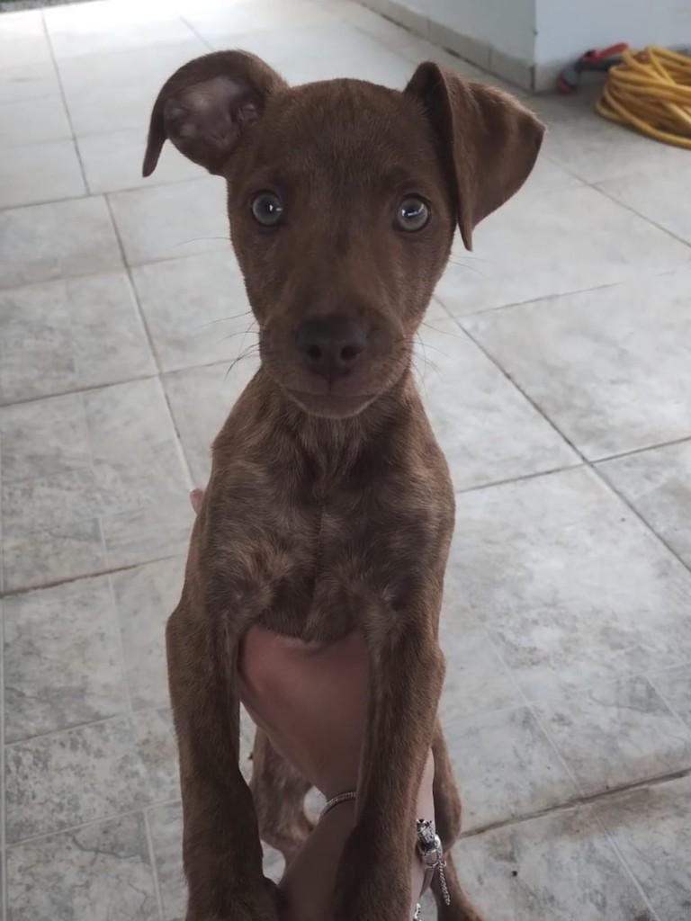 Laila, cachorro de porte pequeno para adoção em Concórdia - SC