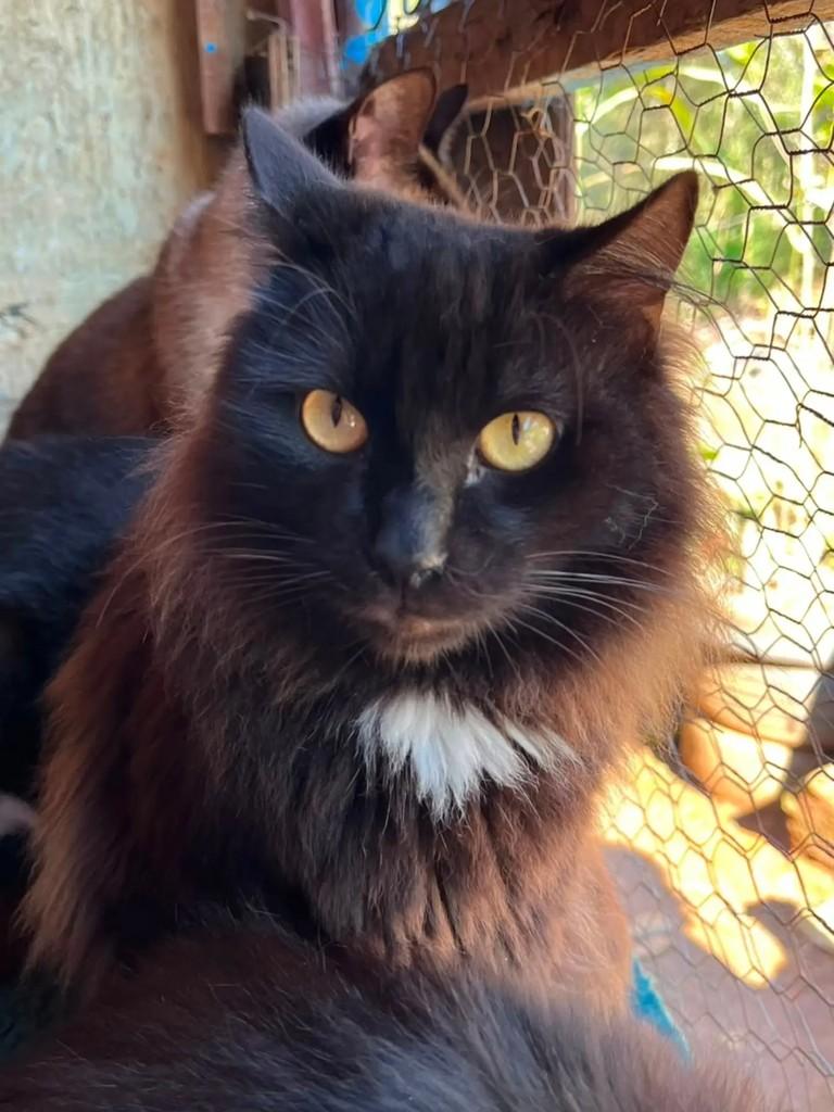 Bella, gata de porte médio para adoção em Concórdia - SC