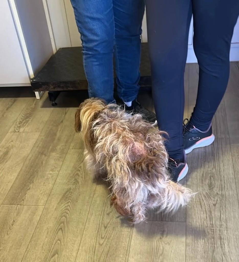 Dora, cadela de porte pequeno para adoção em Concórdia - SC