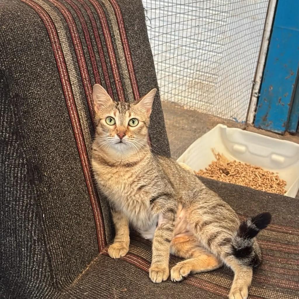 Amalia, gata de porte pequeno para adoção em Concórdia - SC